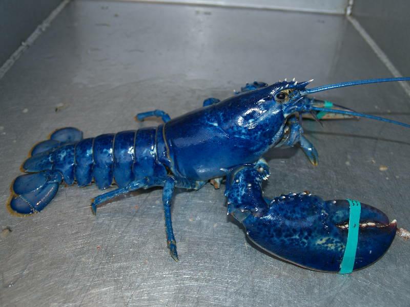 blue lobster attitude